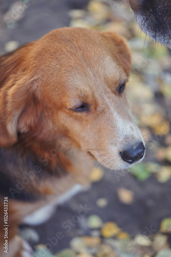 portrait of a dog