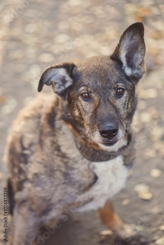 portrait of a dog