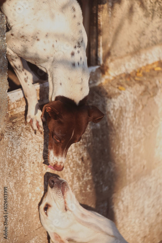two dogs portrait