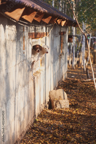 dogs jumping from the window 