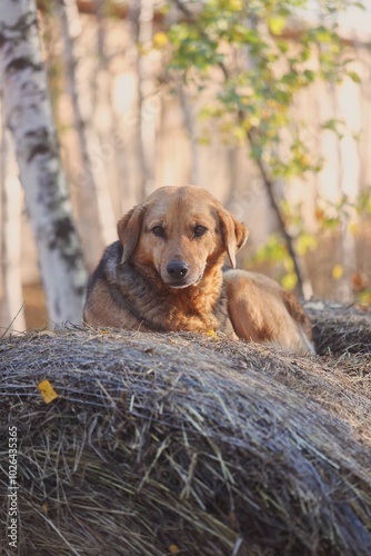 dog in the grass