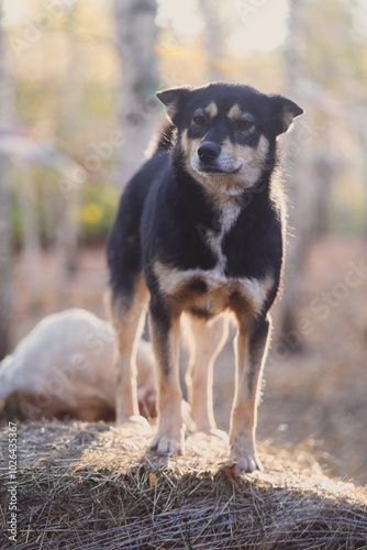 Adult dog portrait