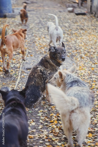 Two-legged dog 