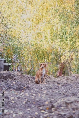 dog walking in the park