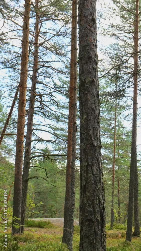 Tranquil Woodland: Sunlight Streaming Through Pine Trees in a Peaceful Forest