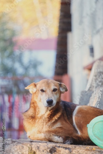 dog in the street