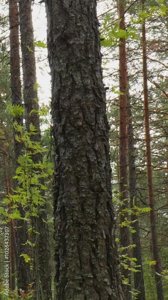 Tranquil Woodland: Sunlight Streaming Through Pine Trees in a Peaceful Forest Tranquil Woodland: Sunlight Streaming Through Pine Trees in a Peaceful Forest