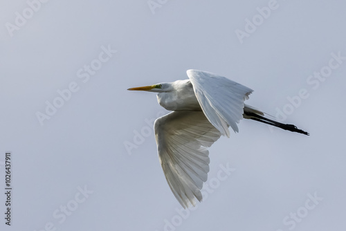 Great Egret photo