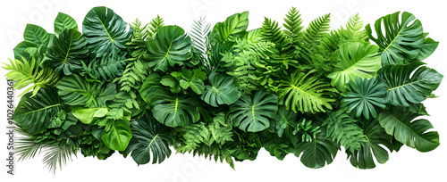 Set of different plants isolated on white background.