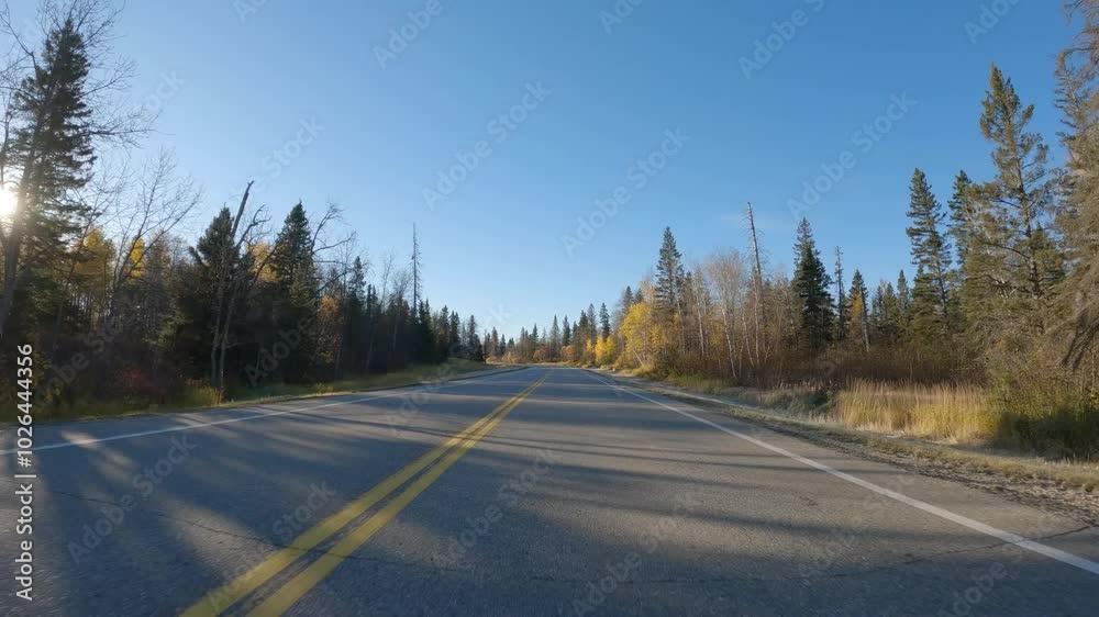 Looking ahead when driving through a mix forest of bright colored trees. Sun in the frame
Looking ahead when driving through a mix forest of bright colored trees. Sun in the frame
