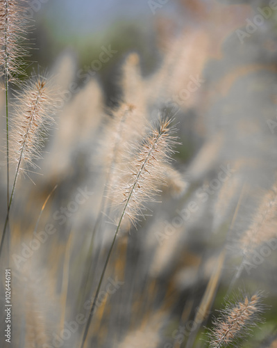 Lampenputzergras (Pennisetum alopecuroides) photo