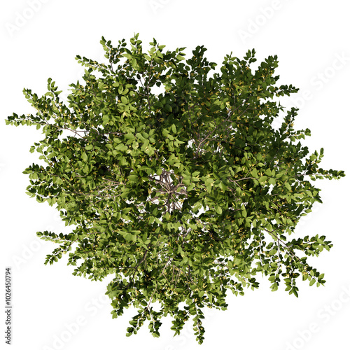 tree top view cut out png 