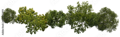 tree top view cut out png  photo