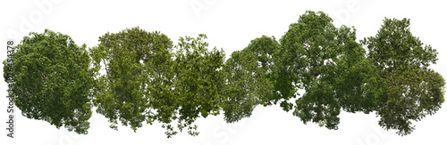 tree top view cut out png 