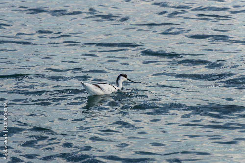 Avocet Swimming Gracefully on Calm Waters Avocet Swimming Gracefully on Calm Waters