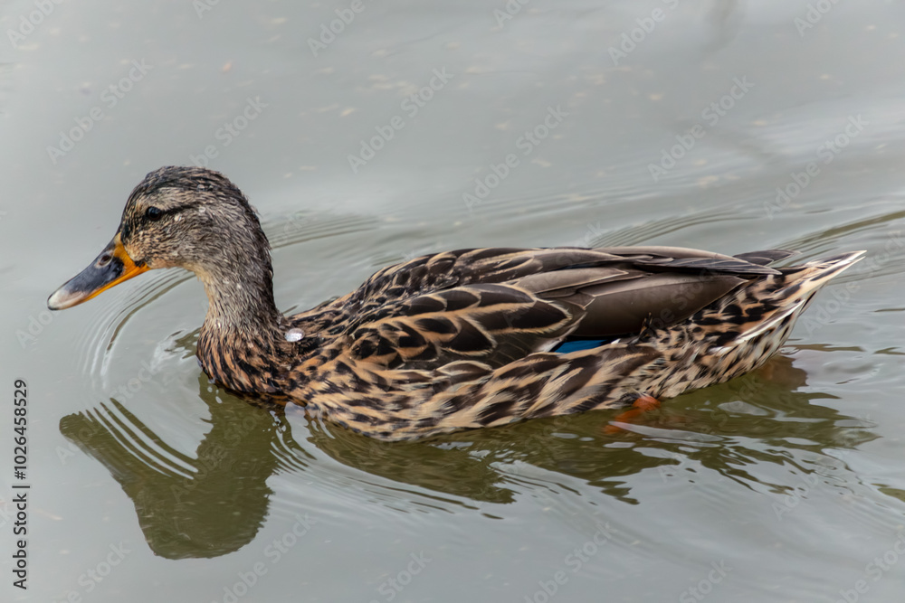 Fototapeta premium Close-Up of a Mallard Duck Swimming in a Serene Pond