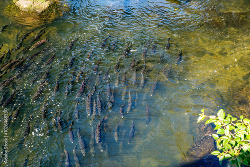 Deschutes River Salmon 2