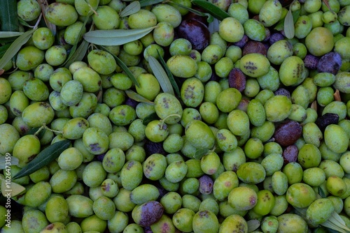 Olive harvest in spring time