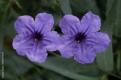 Purple Petunia flowers in the garden.