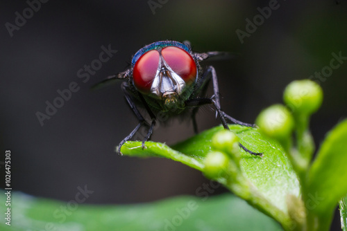 Macro photo of Lucilia sericata is the common green bottle fly standing on the leaf photo