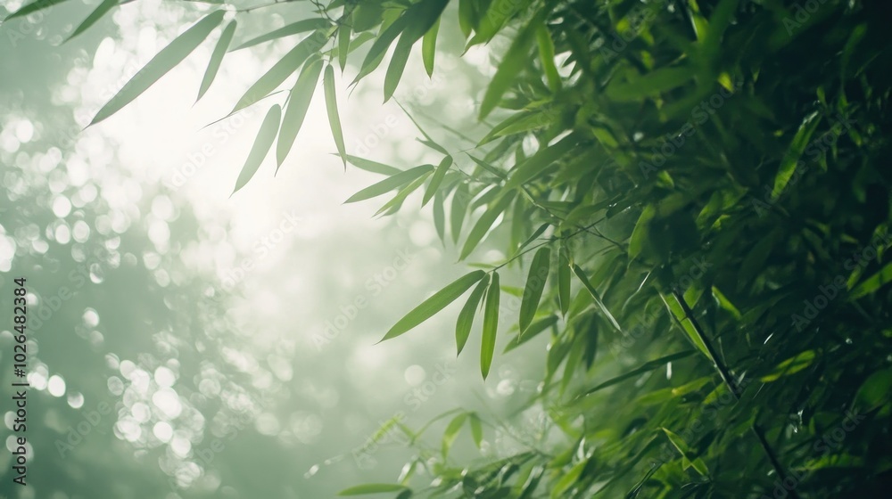 Lush bamboo leaves illuminated by soft light in a misty environment. Lush bamboo leaves illuminated by soft light in a misty environment.