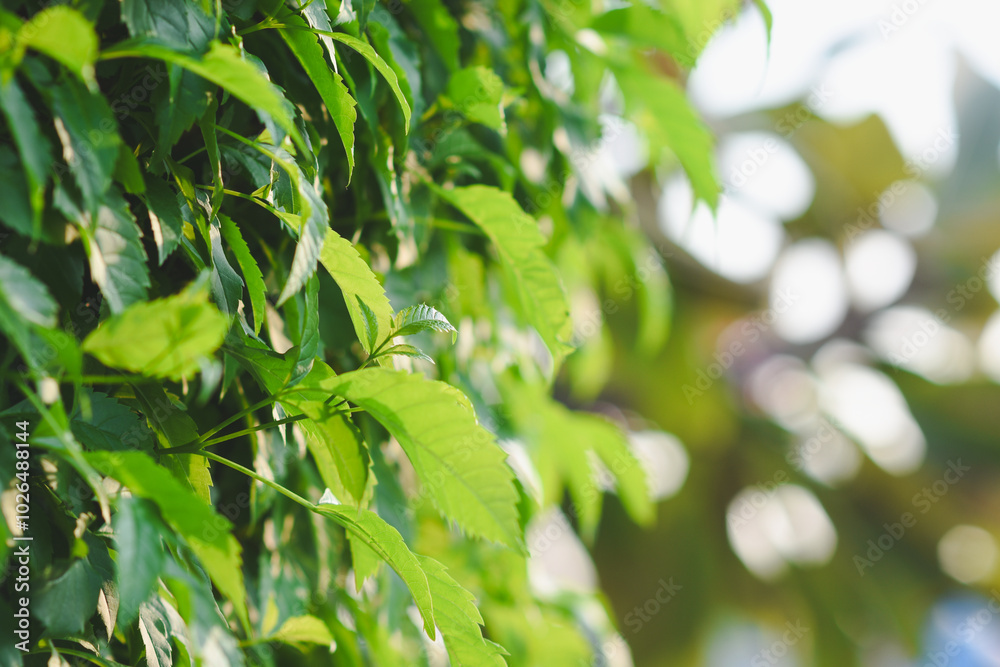Fresh green leaves shine in the garden. Fresh green leaves shine in the garden.