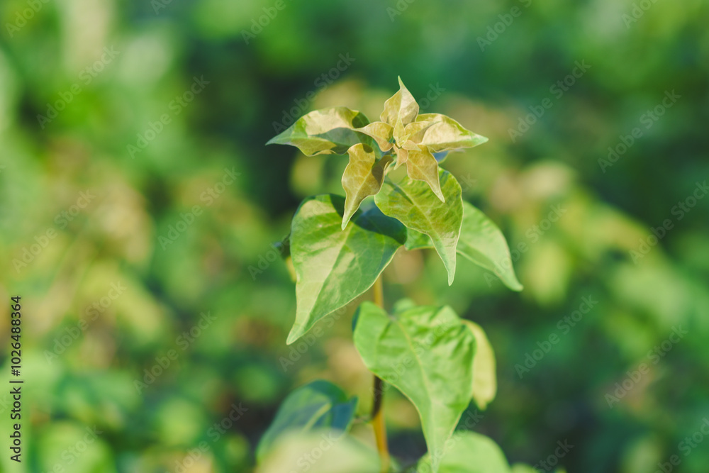 Fresh green leaves shine in the garden. Fresh green leaves shine in the garden.