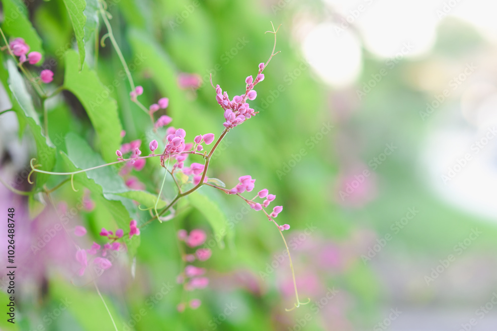 Pink Leptopus antigonon flowers in the garden Pink Leptopus antigonon flowers in the garden