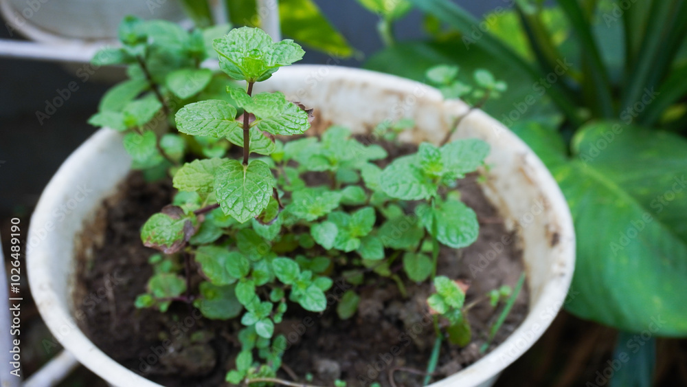 A lush mint plant thriving in a white pot, showcasing vibrant green leaves that evoke freshness and vitality A lush mint plant thriving in a white pot, showcasing vibrant green leaves that evoke freshness and vitality