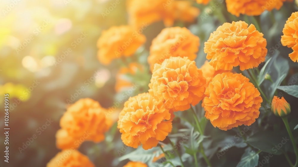 Bright orange marigold flowers in a lush garden setting. Bright orange marigold flowers in a lush garden setting.