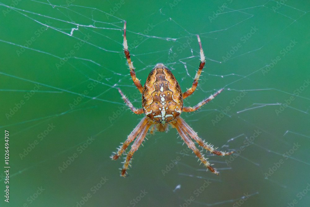 Closeup of a Spider on a vibrant Green Background, highlighting its unique features Closeup of a Spider on a vibrant Green Background, highlighting its unique features