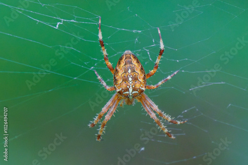 Closeup of a Spider on a vibrant Green Background, highlighting its unique features