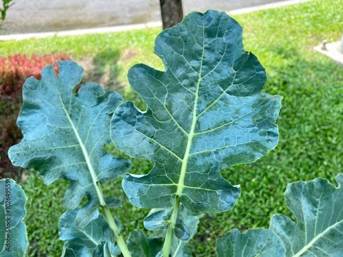 Chinese broccoli leaf in the backyard. photo