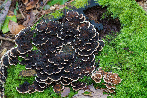 A Richly Textured Mossy Forest Scene Featuring Beautifully Detailed Black and White Fungi