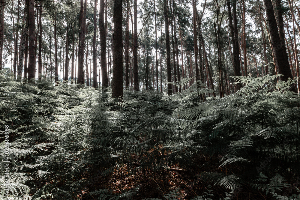 Obraz premium trees in the forest