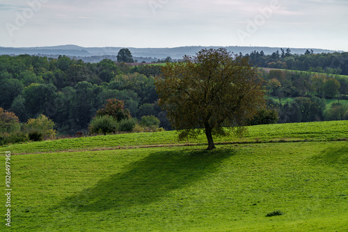 A Beautiful Scenic Green Landscape Featuring a Lone Tree Surrounded by Soft Shadows