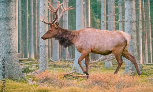 Elk in the Woods 