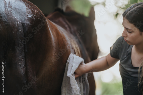 Young woman carefully grooming and drying a horse with a towel after a bath in the stable. The bond between human and animal captured in a tender moment. photo