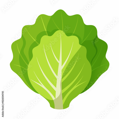 Lettuce Lactuca sativa creative vector design