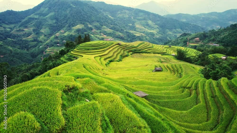 Lush rice field terraces with barn on hill during harvest in highland at Vietnam Lush rice field terraces with barn on hill during harvest in highland at Vietnam