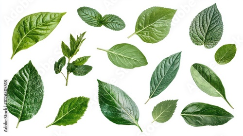 Various Green Leaves on White Background  