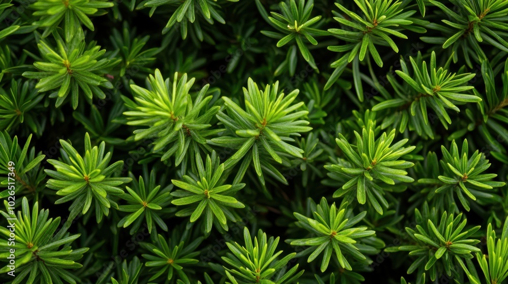 The Lush Green Foliage. The Lush Green Foliage.