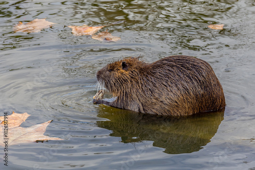 A close-up shot of nutria in a pond, holding some food in its paws and eats