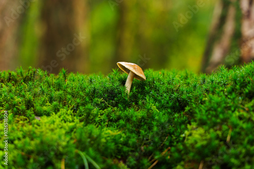 A solitary mushroom surrounded by green moss (Polytrichum commune), (Common Haircap). photo