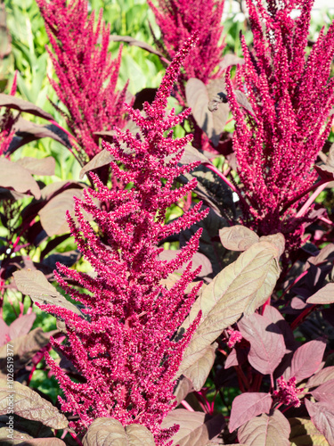 Red amaranth Amaranthus cruentus inflorescence photo