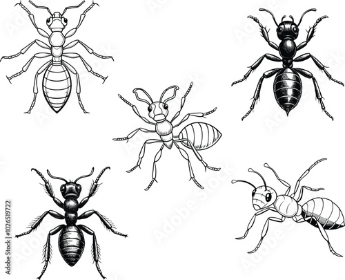 outline and silhouette art of ant clip art  set on a white background.