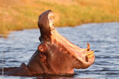 Cuadro en lienzo hippopotamus in water