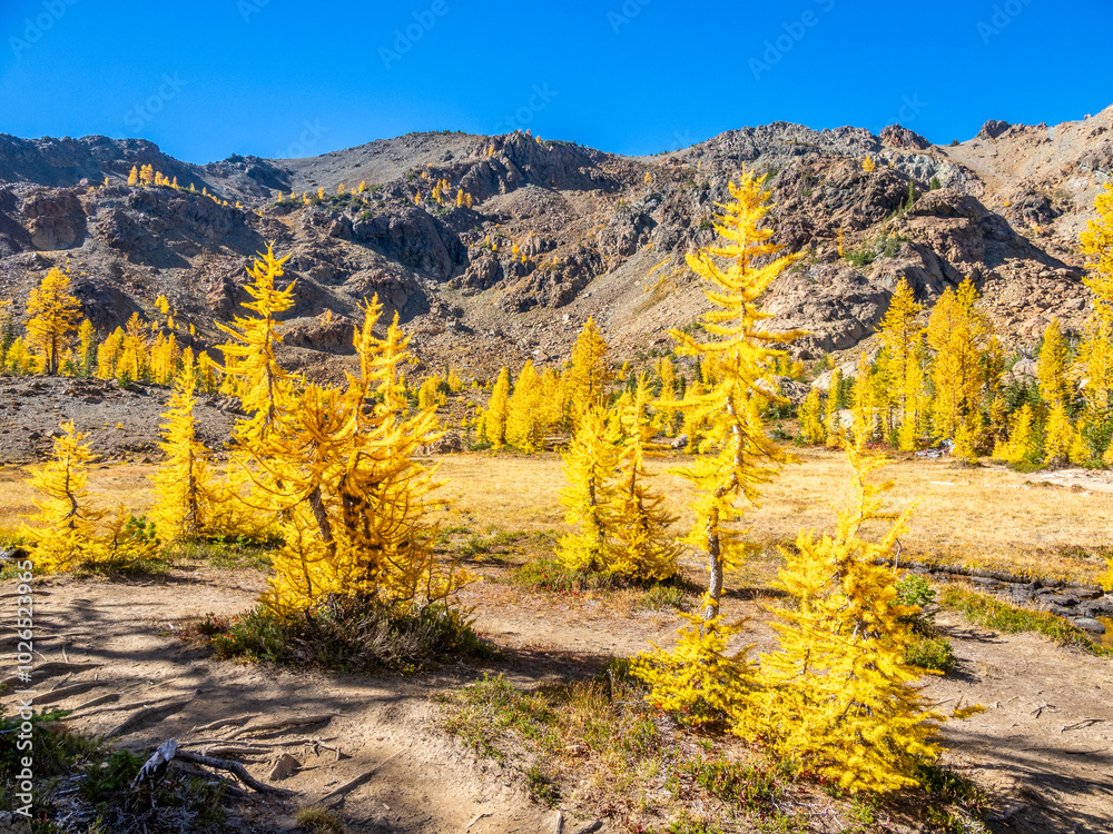 Golden larch trees at Ingalls pass in Central Cascade Mountains Golden larch trees at Ingalls pass in Central Cascade Mountains