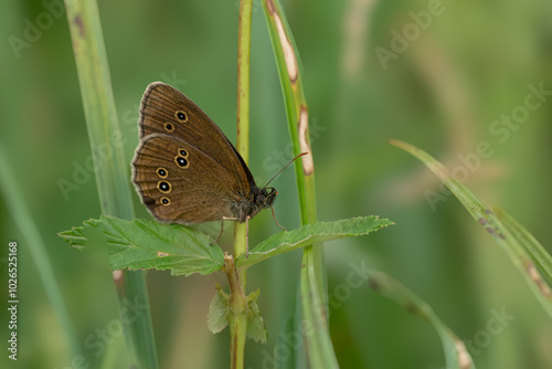 Brauner Waldvogel (Aphantopus hyperantus) photo