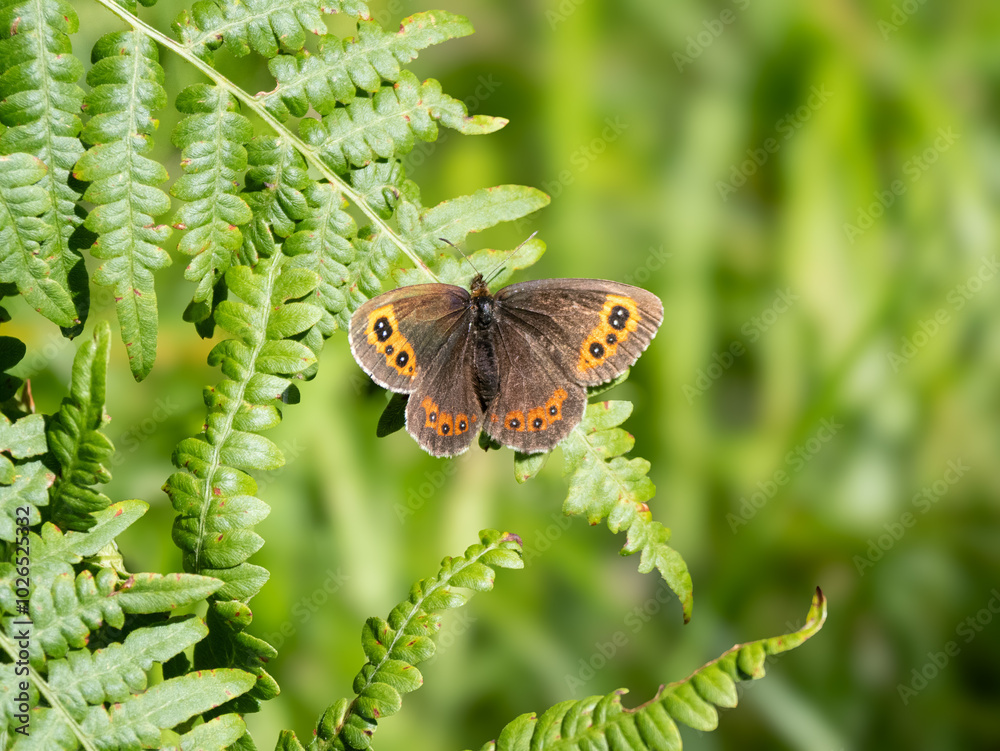 Fototapeta premium Weißbindiger Mohrenfalter (Erebia ligea)